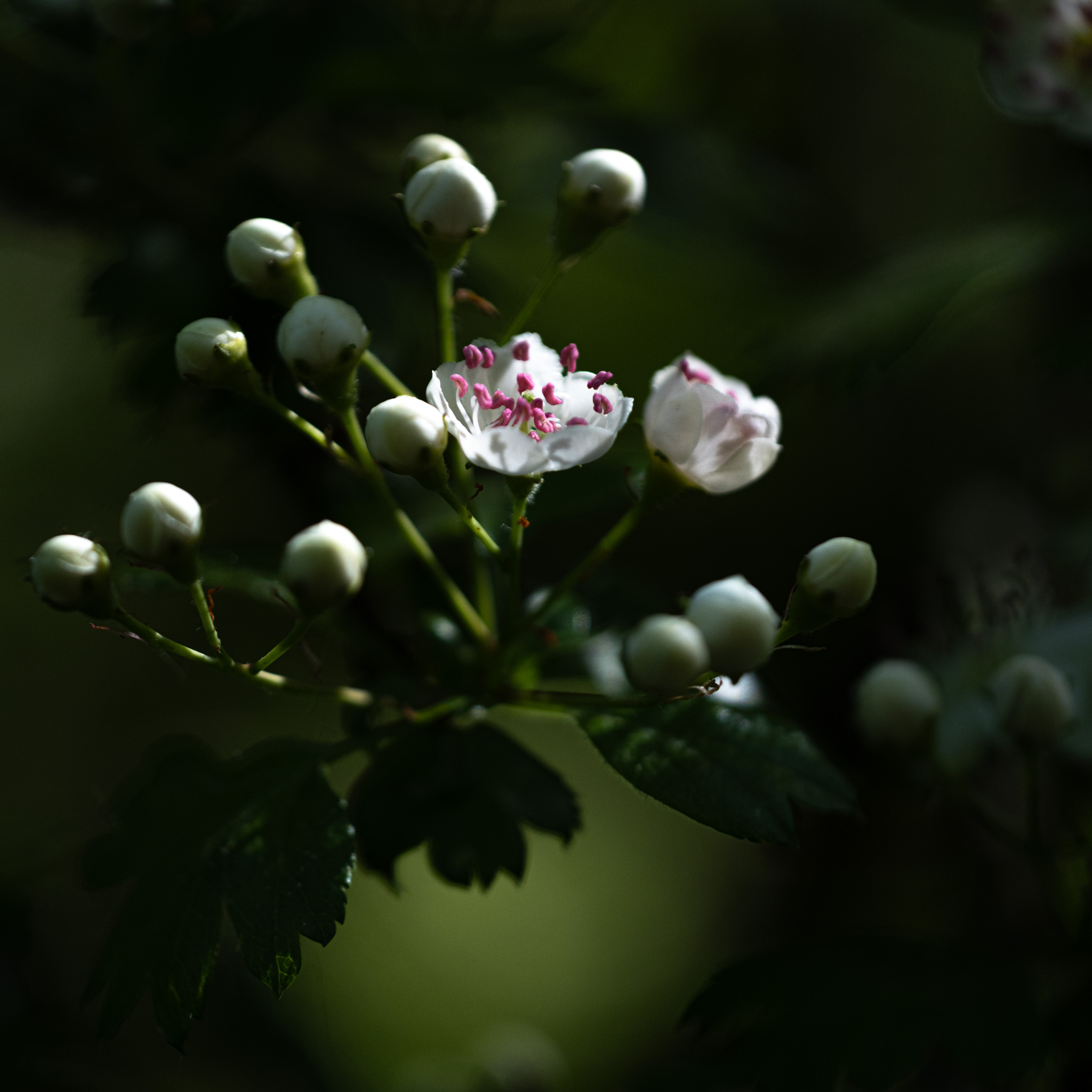 2025 05 13  xt 5   1695